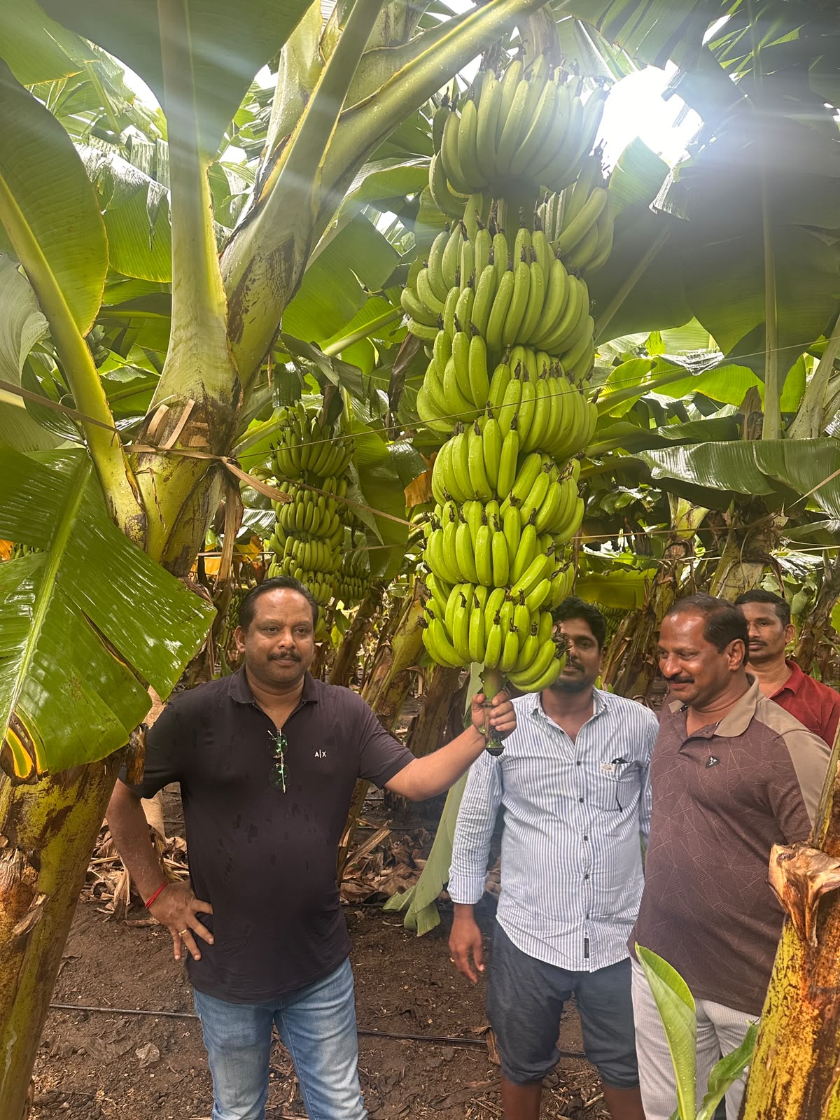 Anand Agro Agencies Team - NCS TCP G-9 Tissue Culture Banana Plants Exhibition Karmala